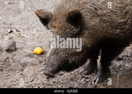 Wildschwein (Sus Scrofa). Stockfoto