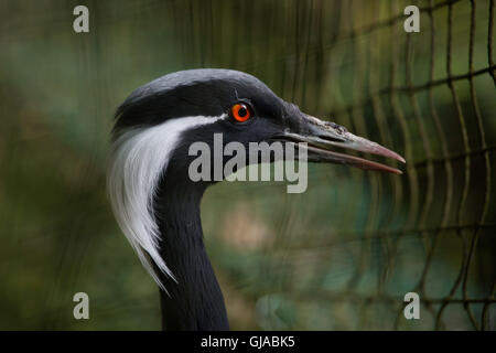 Demoiselle Kran (Anthropoides Virgo), auch bekannt als die blaue Kran. Stockfoto