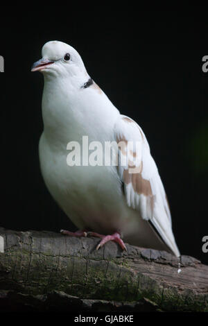 Gefleckte Taube (Spilopelia Chinensis Chinensis). Stockfoto