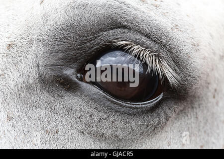 Eine Nahaufnahme Foto des unglaublichen Details in einem Pferde Auge am großen Yorkshire show in Harrogate, North Yorkshire, UK. Stockfoto