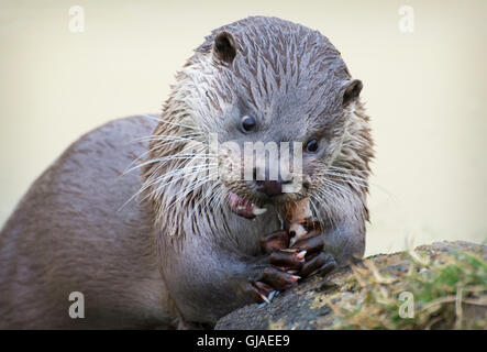 Europäische Otterfütterung (Gefangen) Stockfoto