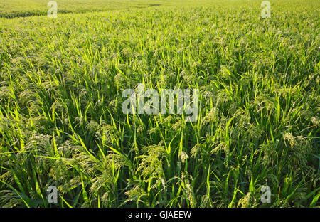 Hirse-Feld. Grünen Wiese, Landwirtschaft Landschaft, Gebiet der Hirse (Sorghum) Stockfoto