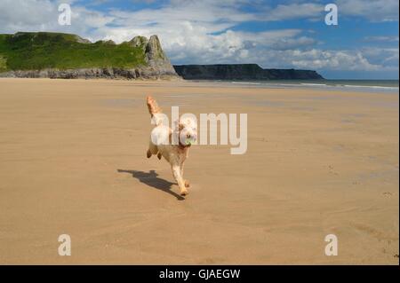 Welpe läuft entlang einsamen Strand mit Ball im Maul Stockfoto