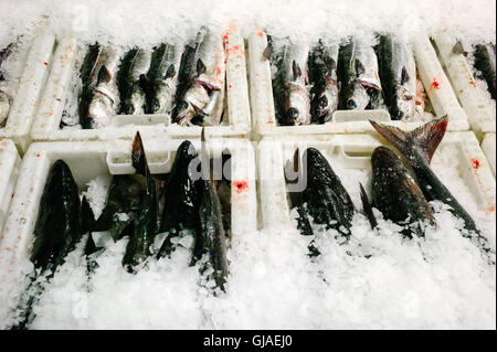 Frisch gefangener Kabeljau und Schellfisch aus der Nordsee auf Eis zum Verkauf auf dem Peterhead Fishmarket. Stockfoto