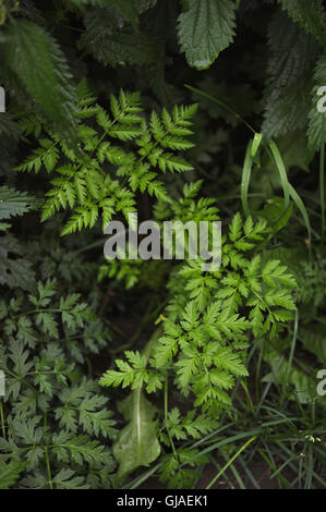 Nahaufnahme von grünen Pflanzen im Garten. Farne, Gräser und Brennnessel. Stockfoto