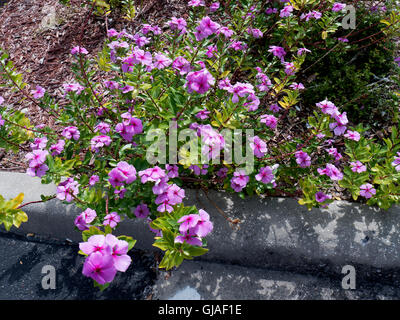 Atemberaubende Hibiskusblüten in den Sunshine State Florida in den USA Stockfoto