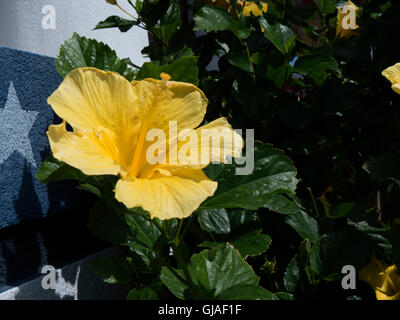 Atemberaubende Hibiskusblüten in den Sunshine State Florida in den USA Stockfoto