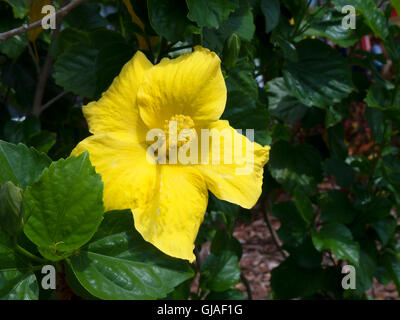 Atemberaubende Hibiskusblüten in den Sunshine State Florida in den USA Stockfoto
