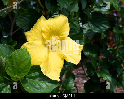 Atemberaubende Hibiskusblüten in den Sunshine State Florida in den USA Stockfoto