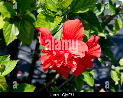 Atemberaubende Hibiskusblüten in den Sunshine State Florida in den USA Stockfoto