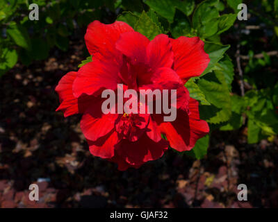 Atemberaubende Hibiskusblüten in den Sunshine State Florida in den USA Stockfoto