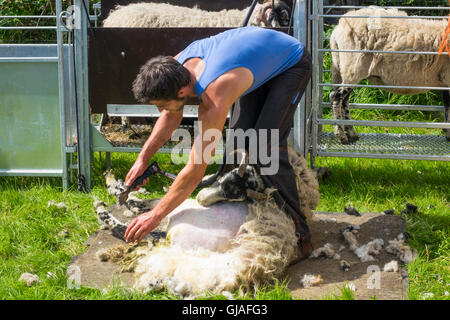 Eine Schafschur Demonstration bei der Danby Landwirtschaftsausstellung in North Yorkshire Stockfoto