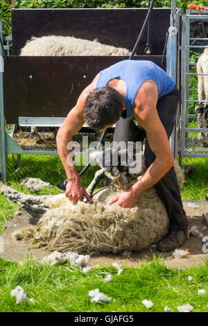 Eine Schafschur Demonstration bei der Danby Landwirtschaftsausstellung in North Yorkshire Stockfoto