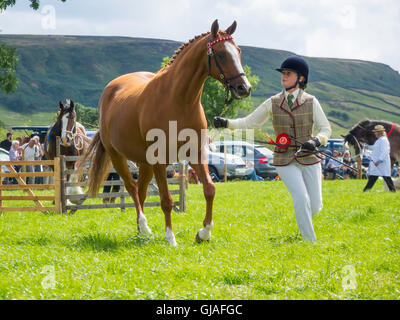 Erster Preisträger rein gezüchtet arabischen Pferd Becca Loralie im Show-Ring bei den Danby landwirtschaftliche zeigen Yorkshire 2016 Stockfoto