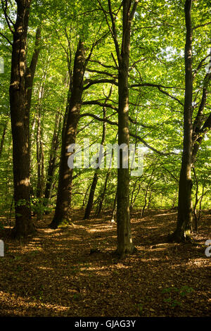 Buchen sind in der gemäßigten Zone von Europa, Asien und Nordamerika weit verbreitet. Ihr Holz wird zur Herstellung von Musical verwendet. Stockfoto