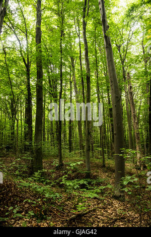 Buchen sind in der gemäßigten Zone von Europa, Asien und Nordamerika weit verbreitet. Ihr Holz wird zur Herstellung von Musical verwendet. Stockfoto