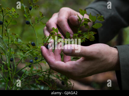Foto von einem mans Hände hob Brombeeren im Wald, Russland, in der Nähe von Sankt-Petersburg, 7. August 2016 Stockfoto