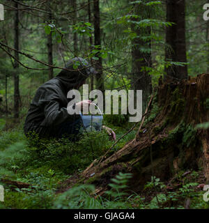 Foto eines Mannes Abholung Brombeeren in der Nähe der Stumpf im Wald, Russland, 7. August 2016 Stockfoto