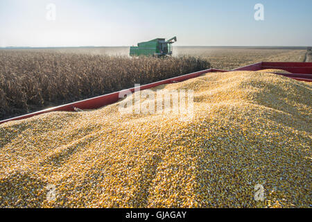 Maisernte im Herbst Stockfoto