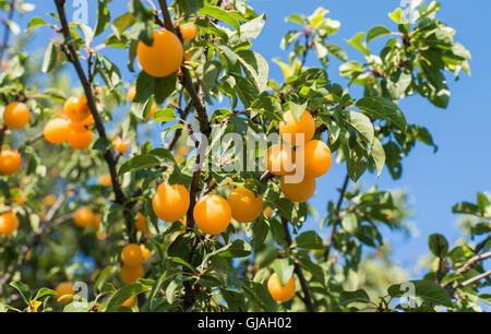 wilde Pflaume von einem Ast hängen Stockfoto