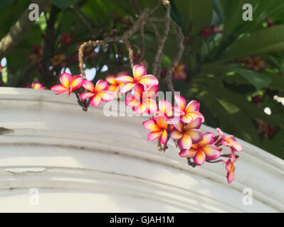 Plumeria oder Frangipani Stockfoto