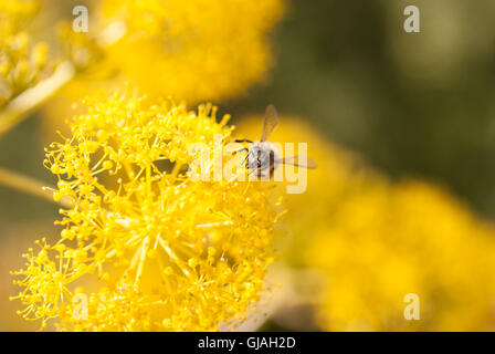 Biene auf einer leuchtend gelben wildem Fenchel Blume closeup Stockfoto