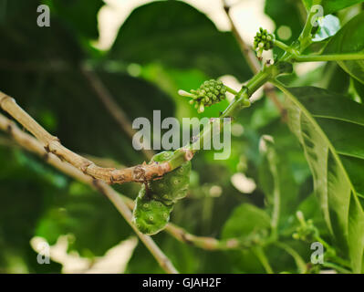 Große Morinda, Tahitian Noni, indische Maulbeere oder Strand Maulbeere Stockfoto