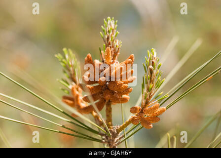 Männliche Zapfen einer Kiefer auf dem Sonnenlicht closeup Stockfoto