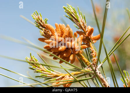 Männliche Zapfen einer Kiefer auf dem Sonnenlicht Closeup mit blauem Himmel als Hintergrund Stockfoto