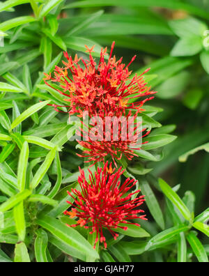 Roten Ixora coccinea Stockfoto