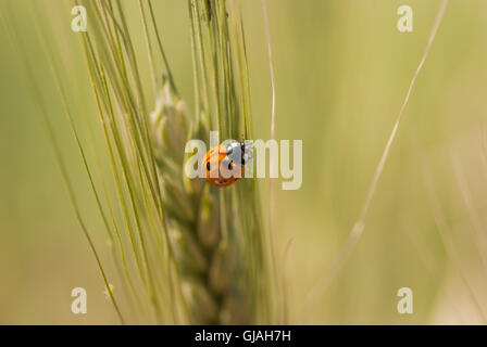 Marienkäfer auf die grüne Spitze von Weizen closeup Stockfoto