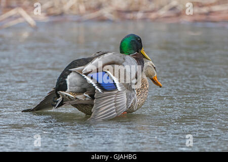 Stockente (Anas Platyrhynchos). Paarung auf Eis. Acadia Nationalpark in Maine, USA. Stockfoto