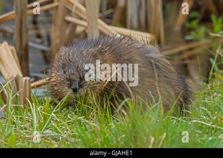 Bisamratte (Ondatra Zibethicus). Acadia Nationalpark in Maine, USA. Stockfoto