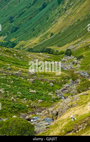 aufsteigender hoch heben entlang Greenup Gill von Borrowdale, Keswick, Seenplatte, cumbria Stockfoto