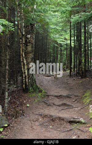 Ein Wanderweg durch den Wald im Tettegouche State Park in Minnesota, USA. Stockfoto