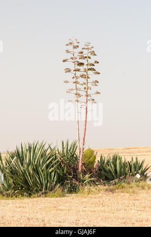 Agave auf dem gemähten Feld, Meer als Hintergrund. Stockfoto