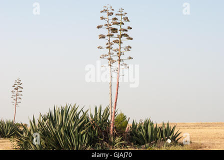 Agave auf dem gemähten Feld, Meer als Hintergrund. Stockfoto