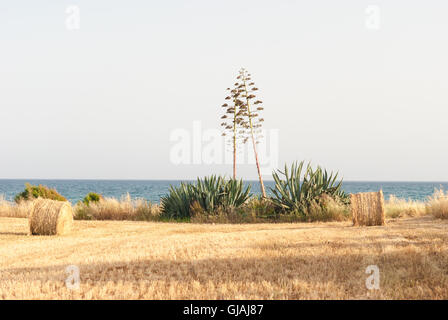 Landschaft im ländlichen Raum: Agave und trockenes Stroh rollt auf dem gemähten Feld, Meer als Hintergrund. Stockfoto