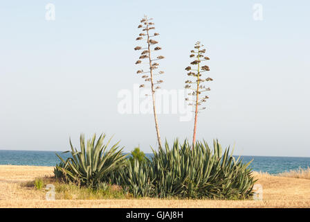 Agave auf dem gemähten Feld, Meer als Hintergrund. Stockfoto