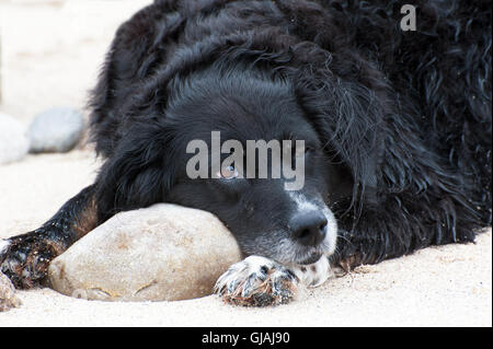 Schwarzer Hund Linie am Strand mit traurigen Gesicht Stockfoto