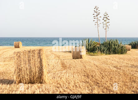 Landschaft im ländlichen Raum: Agave und trockenes Stroh rollt auf dem gemähten Feld, Meer als Hintergrund. Stockfoto