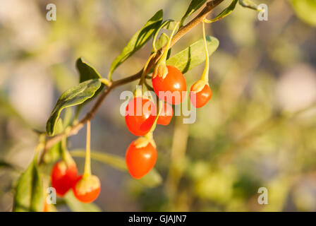 Frischen Goji-Beeren am Zweig Nahaufnahme. Stockfoto
