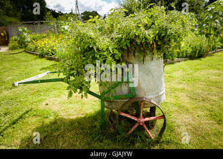 Ein altes Wasser Cart jetzt wachsen nicht unterstützte Tomaten als einem Pflanzer Stockfoto