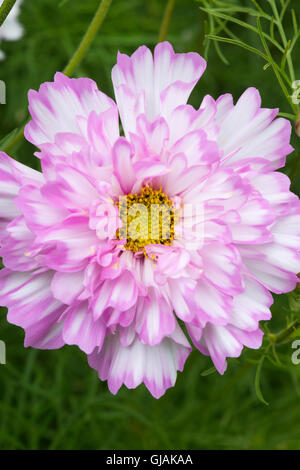 Cosmos Bipinnatus Double Click Bicolor Rose Blume Stockfoto