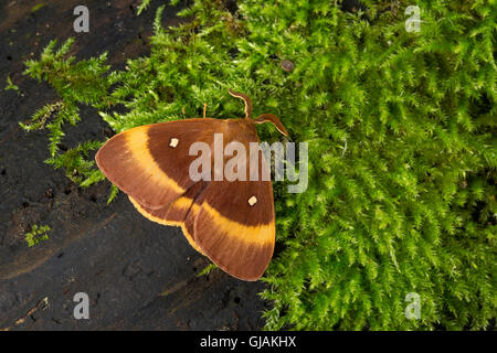 Eichenspinner, Quittenvogel, Männchen, Lasiocampa Scopolii Lasiocampa Quercus Eiche Eggar, Männlich, Le Bombyx du Chêne, Chenille, G Stockfoto