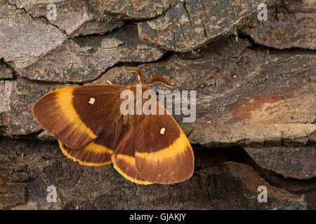 Eichenspinner, Quittenvogel, Männchen, Lasiocampa Scopolii Lasiocampa Quercus Eiche Eggar, Männlich, Le Bombyx du Chêne, Chenille, G Stockfoto