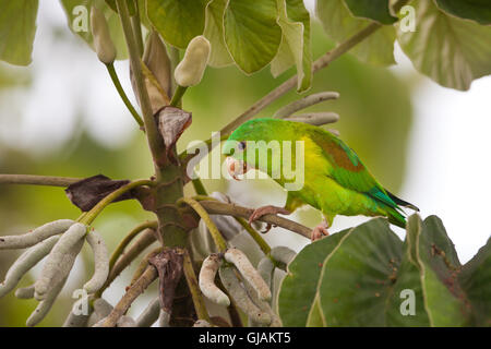 Orange-chinned Sittich, Brotogeris Graphik, Fütterung auf einem Baum Cecropia Soberania Nationalpark, Republik von Panama. Stockfoto