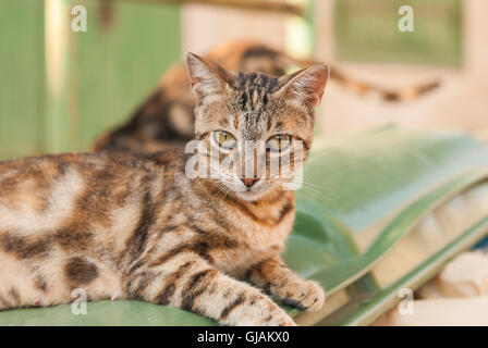 Streunende Katze sitzen auf einen Müllcontainer. Kato Drys, Zypern. Stockfoto