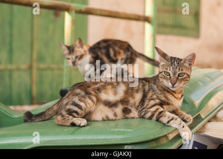 Streunende Katze sitzen auf einen Müllcontainer. Kato Drys, Zypern. Stockfoto