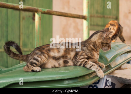Streunende Katze sitzen auf einen Müllcontainer. Kato Drys, Zypern. Stockfoto
